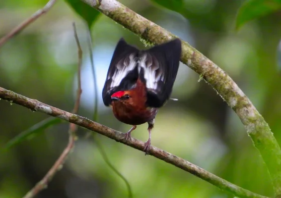 Club-Winged Manakin