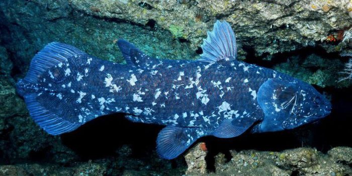 Coelacanth