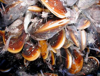Cold adapted mussels – Bathymodiolus Cold adapted mussels - Bathymodiolus