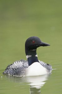 Common Loon Common Loon