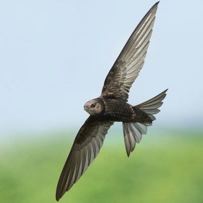 Common Swift