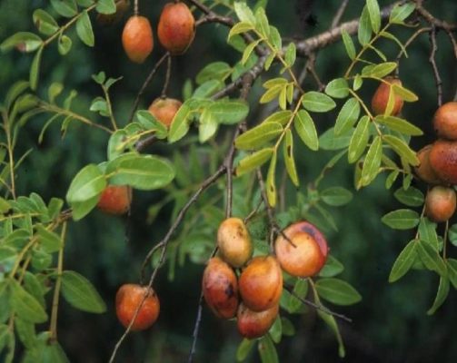 Copaiba — The Tree That Bleeds Medicine