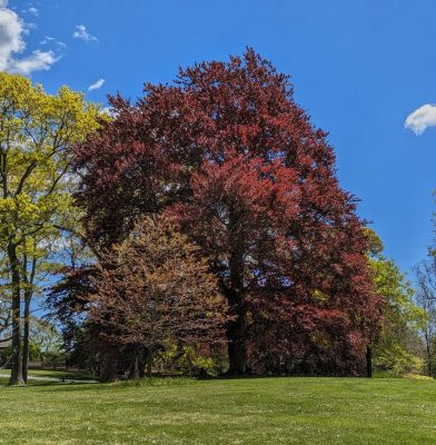 Copper Beech Trees