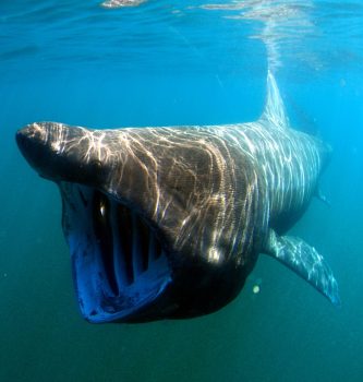 Creatures of Darkness Life in the Deepest Parts of the Ocean Creatures of Darkness: Life in the Deepest Parts of the Ocean