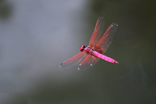 Crimson Marsh Glider Crimson Marsh Glider