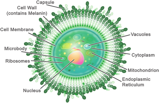 Cryptococcus neoformans Cryptococcus neoformans