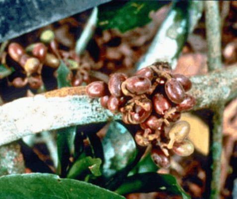 Curare — From Arrow Poison to the Operating Room