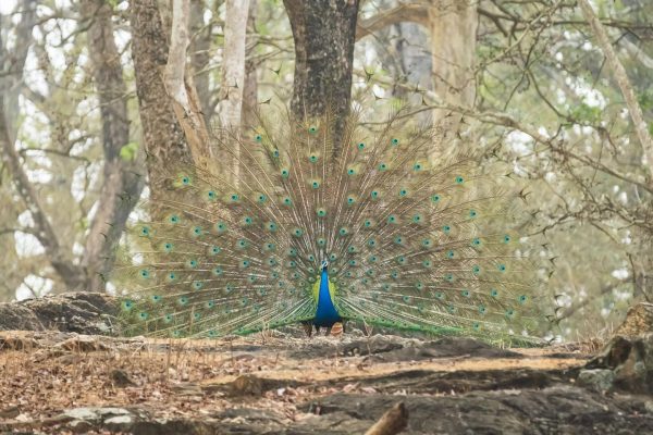 Dancing Peacock
