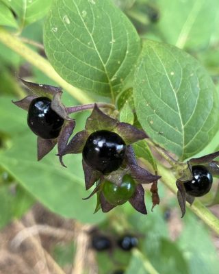 Deadly Nightshade