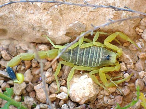 Death Stalker Scorpion