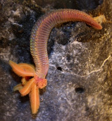 Deep-Sea Vent Polychaetes – Paralvinella sulfincola Deep-Sea Vent Polychaetes - Paralvinella sulfincola