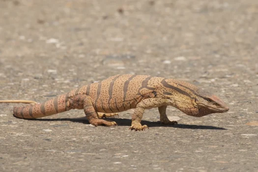 Desert Monitor Lizard