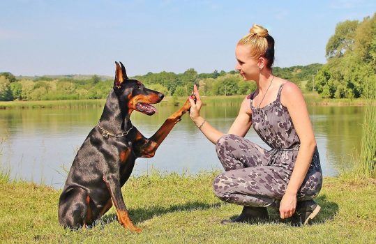 Doberman Pinscher Doberman Pinscher