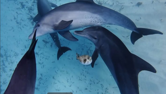 Dolphins and the Puffer Fish