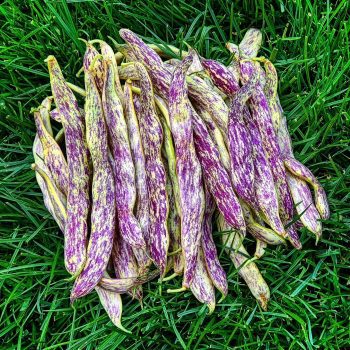 Dragon Tongue Beans Dragon Tongue Beans