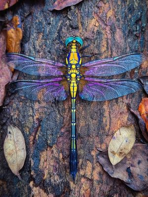 Dragonfly