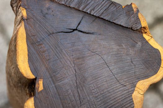 Ebony Tree Wood Ebony Tree Wood