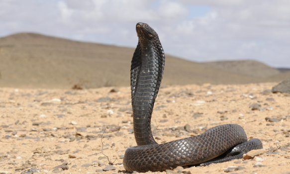 Egyptian Cobra