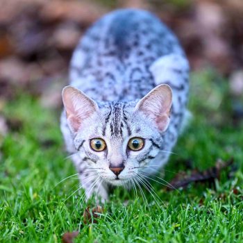 Egyptian Mau Egyptian Mau