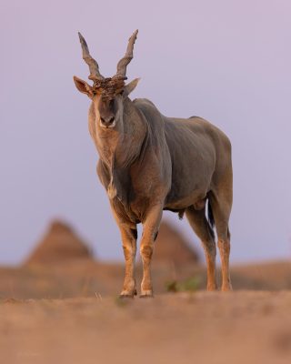 Eland Antelope