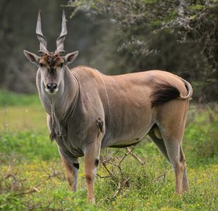 Eland - top 10 largest antelope in the world