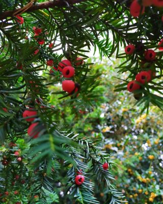 English Yew