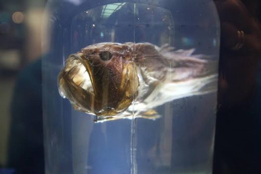 Predator and Prey in the Deep Predator and Prey in the Deep