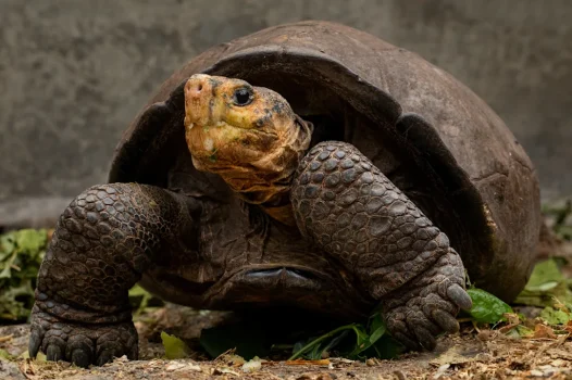 Fernandina Giant Tortoise