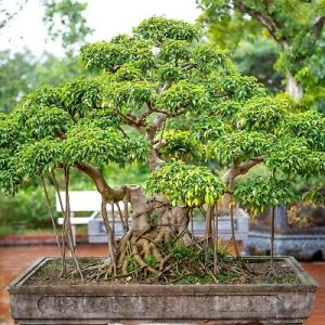 Ficus Bonsai Ficus Bonsai