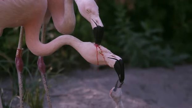 Flamingo Crop Milk Flamingo Crop Milk