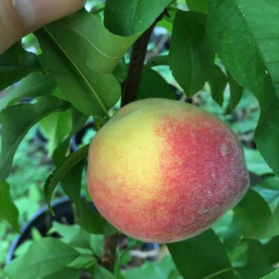 Florida King Peach