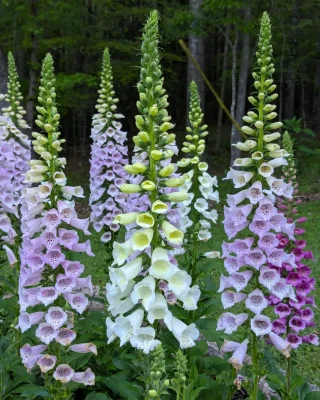 Foxglove