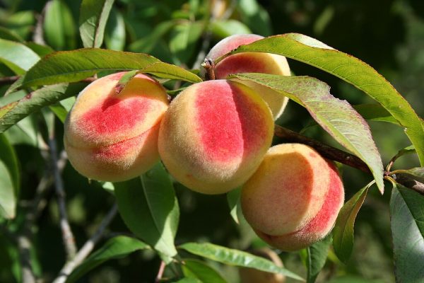 Frost Peach