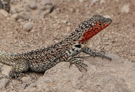 Galápagos Lava Lizard Galápagos Lava Lizard