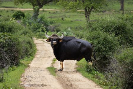 Gaur Gaur
