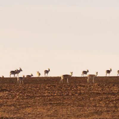 Gazelles of the Mongolian Steppe Migration