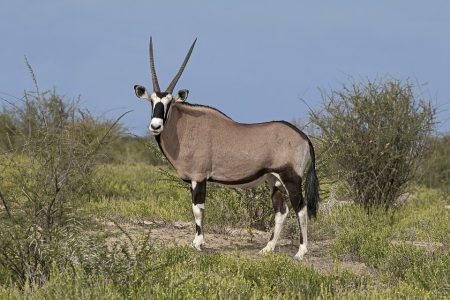 Gemsbok Antelope