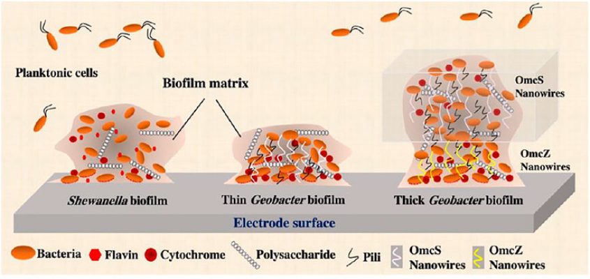 Geobacter and Shewanella Electricity Eaters