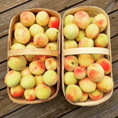 Georgia Belle Peach