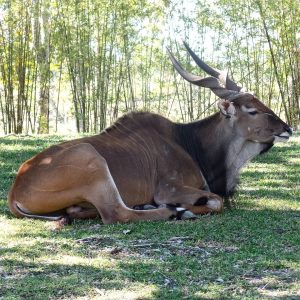 Giant Eland