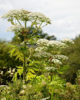 Giant Hogweed