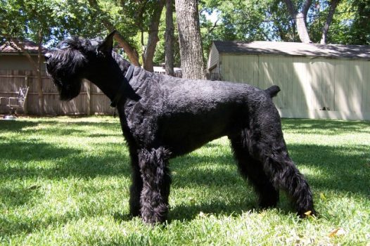 Giant Schnauzer Giant Schnauzer