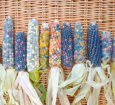 Glass Gem Corn Glass Gem Corn