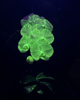 Glowing Orchid Glowing Orchid