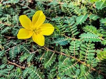 Gokshura (Tribulus terrestris) Gokshura (Tribulus terrestris)