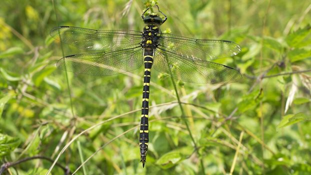 Golden-ringed Dragonfly Golden-ringed Dragonfly