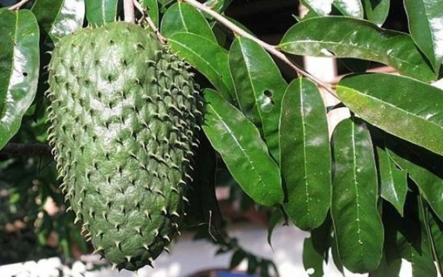 Graviola — The Cancer Question the Labs Won't Drop