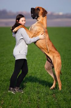 Great Dane Great Dane