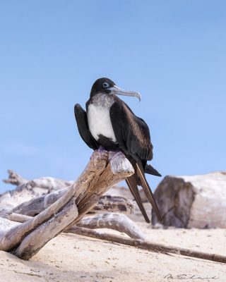 Great Frigatebird