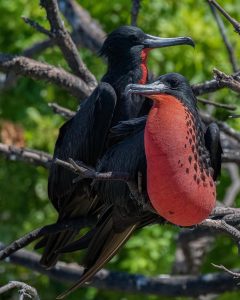 Magnificient Frigatebird